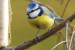 Sýkora modřinka (Parus caeruelus)